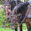 Международный конный фестиваль Fieracavalli в Вероне