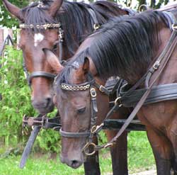 Международный конный фестиваль Fieracavalli в Вероне